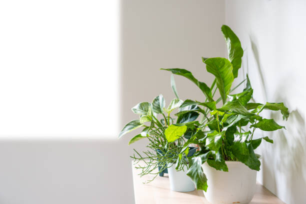 istock composition of home garden interior 1437502276
