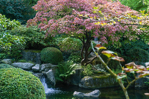 Amazing view of the Japanese garden in Würzburg, Bavaria, with an artificial stream, a Japanese maple tree, rocks, a small  waterfall