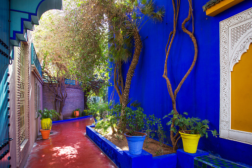 02-11-2015 Marrakech, Morocco. View on colorful wall (Blue) and  potted plants in  Majorelle garden (former owner  of fashion guru Yves Saint Laurent) in Marrakech