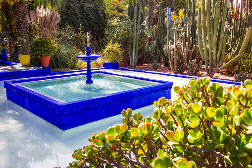 Majorelle Garden in Marrakech  - pool with fountain - cacti garden around  . Yves Saint-Laurent  - being owner of  garden and mansion.