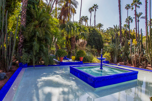 Majorelle Garden in Marrakech  - blue fountain and small cat drinking water and amazing cactus garden around and cat drinking water