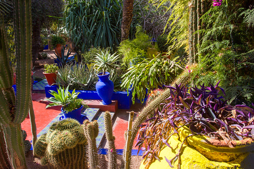 Cactus park next to building and potted plants and terracotta floor of garden paths in Majorelle in Marrakech