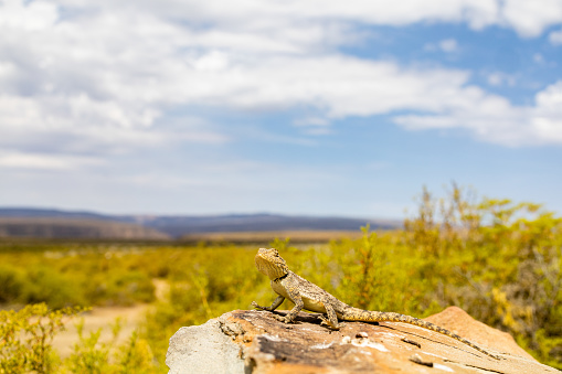 An agama lizard crouches on a rock in the sun, looking for prey. Photo shot in the arid Tankwa Karoo region of the Northern Cape in South Africa.