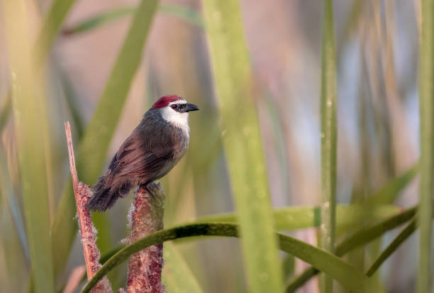 밤나무 뚜껑을 덮은 바블러는 timaliidae 가족의 통행인 새입니다. - jungle babbler 뉴스 사진 이미지