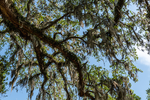 A South Carolina low country oak tree branches with Spanish moss.