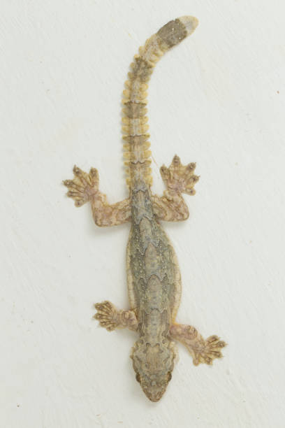 istock Common flying gecko Kuhl's flying gecko Ptychozoon kuhli on white background. 1437509440