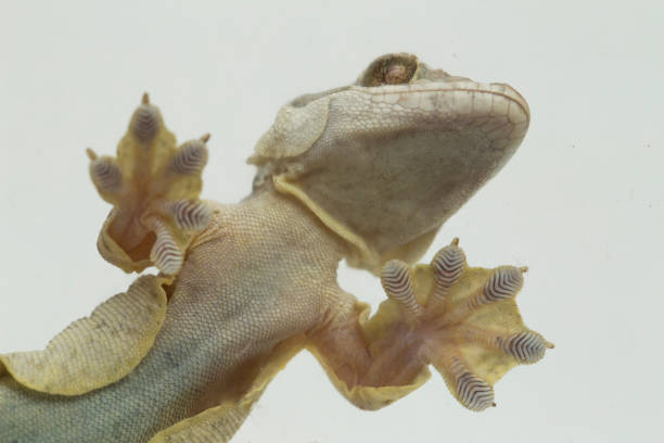 Gecko Sticky Feet - green background.