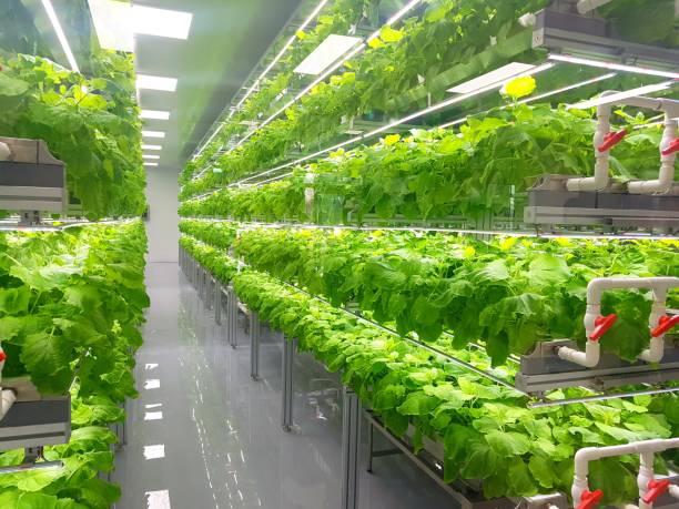 istock Fresh Vegetables are growing in indoor farm/vertical farm. 1437509574
