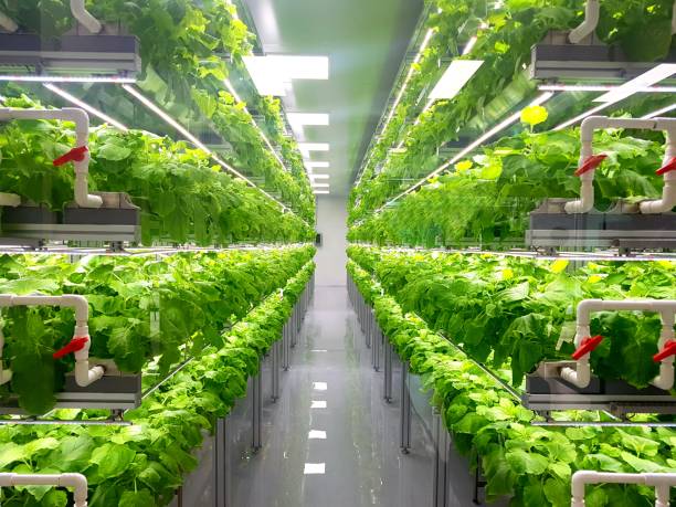 istock Fresh Vegetables are growing in indoor farm/vertical farm. 1437509579