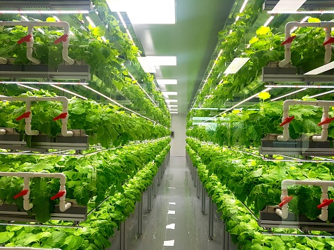 Plants on vertical farms grow with led lights. Vertical farming is sustainable agriculture for future food.
