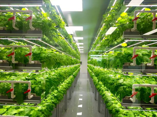 świeże warzywa rosną w gospodarstwie wewnętrznym / gospodarstwie wertykalnym. - growth lettuce hydroponics nature zdjęcia i obrazy z banku zdjęć