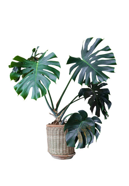 istock Decorative monstera tree planting pot isolated on white background. 1437510572
