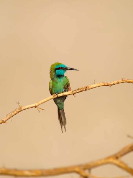 istock Little-green bee-eater, Merops orientalis 1437511152