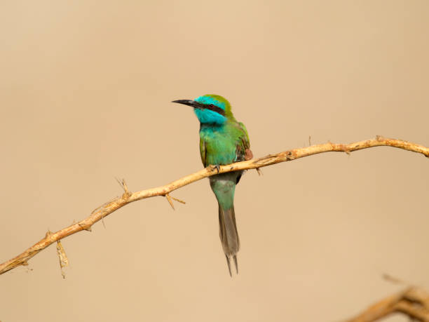 istock Little-green bee-eater, Merops orientalis 1437511154