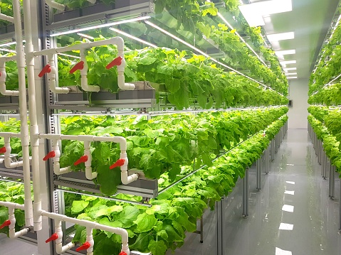 Plants on vertical farms grow with led lights. Vertical farming is sustainable agriculture for future food.