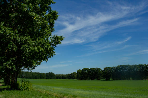 istock A beautiful tree on the edge of the field. Summer landscape 1437511334