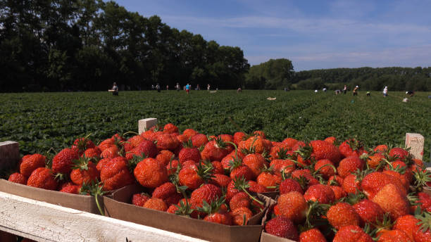 Ripe red strawberries. Strawberry background