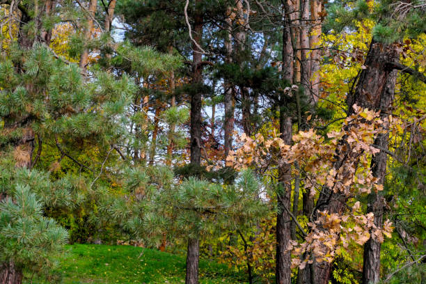 Natural forest landscape coniferous and deciduous trees in late autumn on a sunny day