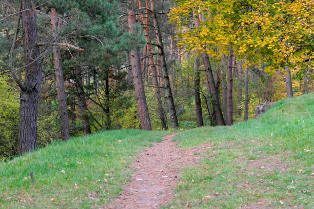 istock Natural forest autumn landscape 1437511974