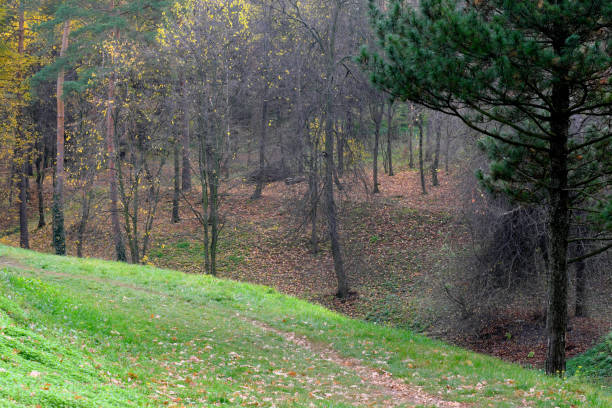 istock Natural forest autumn landscape 1437511976