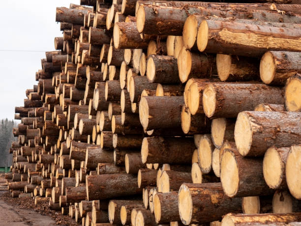 istock Freshly cut pine logs at a sawmill. Forestry 1437512450