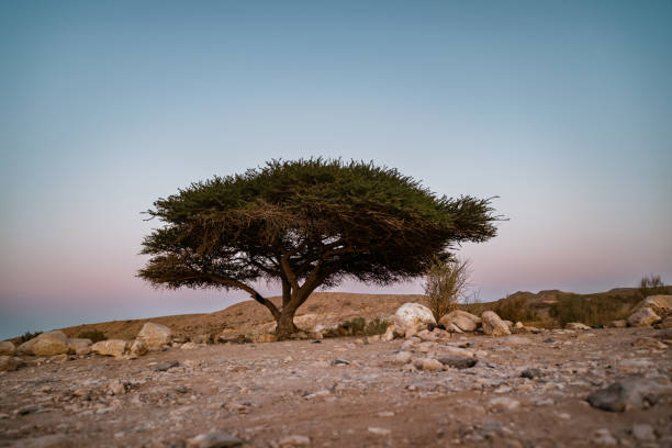 Tree in Desert Landscape in Middle East. Surreal view of remote location during the day.