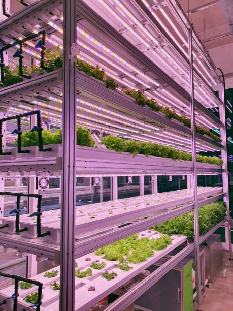 istock Fresh Vegetables are growing in indoor farm/vertical farm. 1437514352