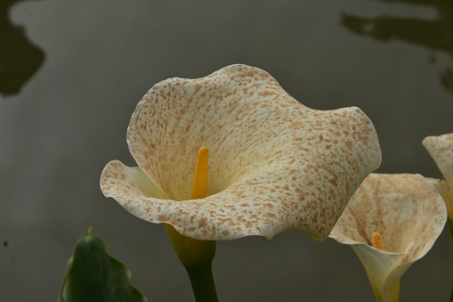 A white and yellow flower in a pond