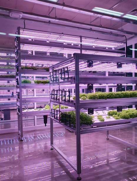 istock Fresh Vegetables are growing in indoor farm/vertical farm. 1437515281