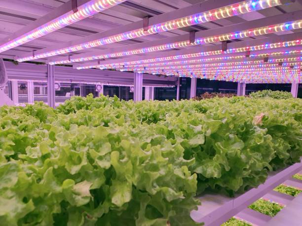 istock Fresh Vegetables are growing in indoor farm/vertical farm. 1437515282