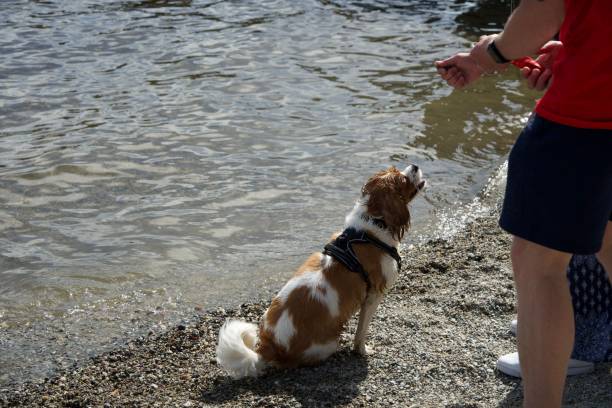 istock Dog swimming near the beach 1437515622