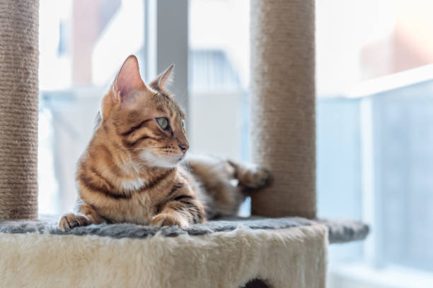 istock A domestic cat is napping on a cat bed on a scratching post 1437515861