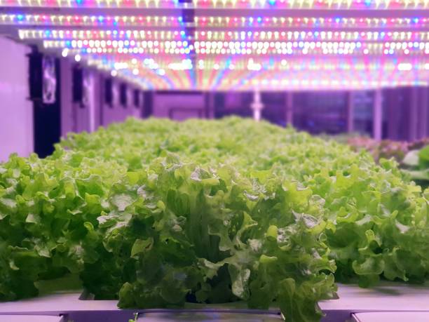 istock Fresh Vegetables are growing in indoor farm/vertical farm. 1437516028