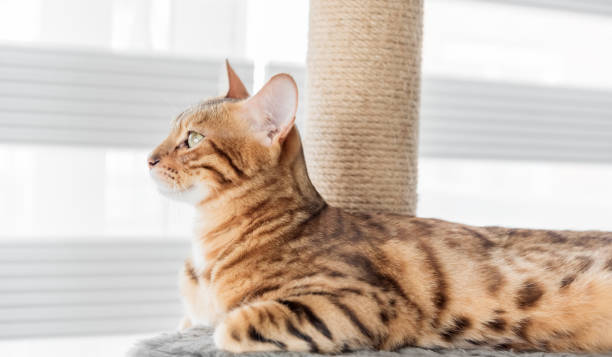 istock Adorable Bengal cat on a scratching post near the window. 1437516114