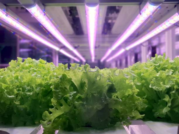 istock Fresh Vegetables are growing in indoor farm/vertical farm. 1437516120