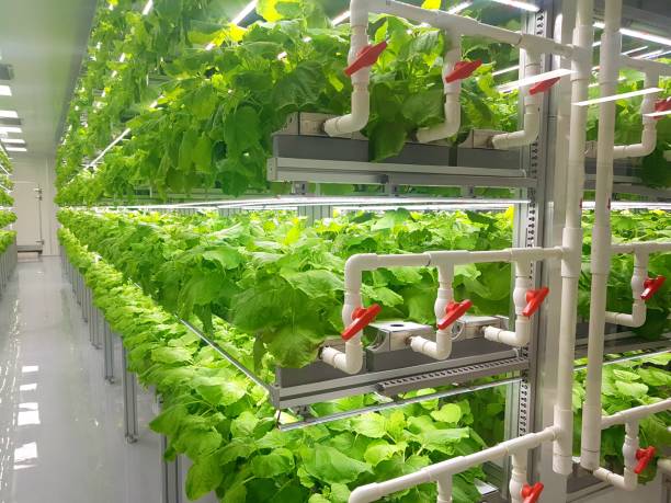 istock Fresh Vegetables are growing in indoor farm/vertical farm. 1437516132