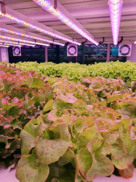 istock Fresh Vegetables are growing in indoor farm/vertical farm. 1437516209
