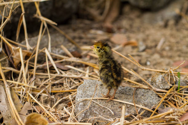 istock new born baby chick common quail on the wild 1437516255