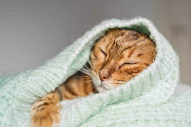 istock Bengal cat is resting on the bed wrapped in a sweater 1437517482