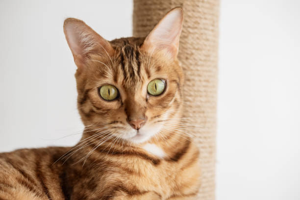 istock Cute bengal cat and tree in the room. 1437517889