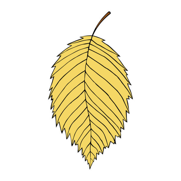 ilustraciones, imágenes clip art, dibujos animados e iconos de stock de ilustración vectorial de hoja de olmo aislada sobre blanco. estilo de dibujos animados - elm leaves