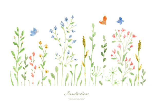 aquarell wiesenblumen. vektordarstellung. banner mit wachsendem blühendem gras und fliegenden schmetterlingen. skizze von feldpflanzen für ihr design - green watercolor painting leaf watercolour paints stock-grafiken, -clipart, -cartoons und -symbole