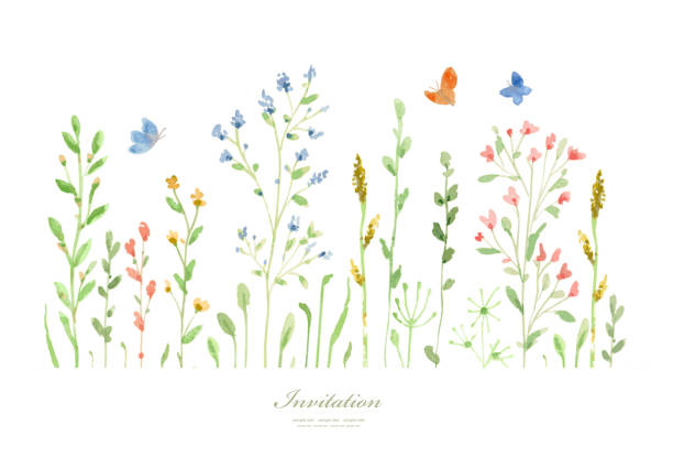 수채화 초원 꽃입니다. 벡터 그림입니다. 성장하는 꽃 잔디와 날아 다니는 나비가있는 배너. 디자인을위한 현장 식물 스케치 - white background plant flower herb stock illustrations