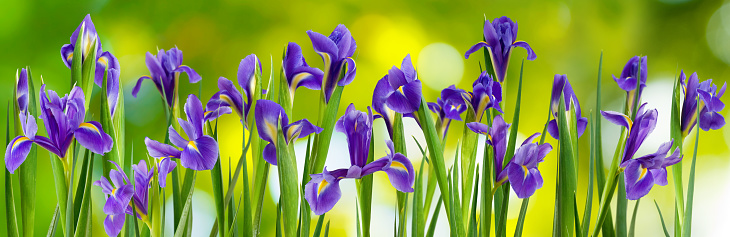 Flower field in Spring