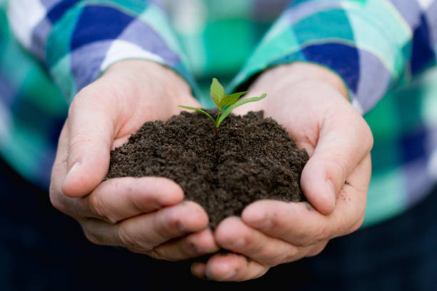 istock One small green sprout with soil in hands 1437518598