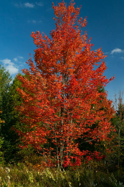 Red Maple Trees 17,000+ Red Maple Tree Stock Photos, Pictures & Royalty-Free Images ...