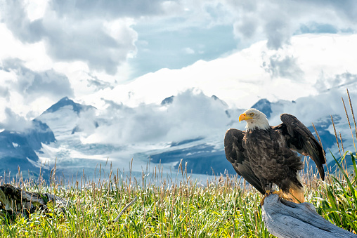 An Alaska Bald Eagle is perching on a piece of driftwood in front of a glacial range in Katmai National Park Alaska.  The bird's wings are partially spread open.