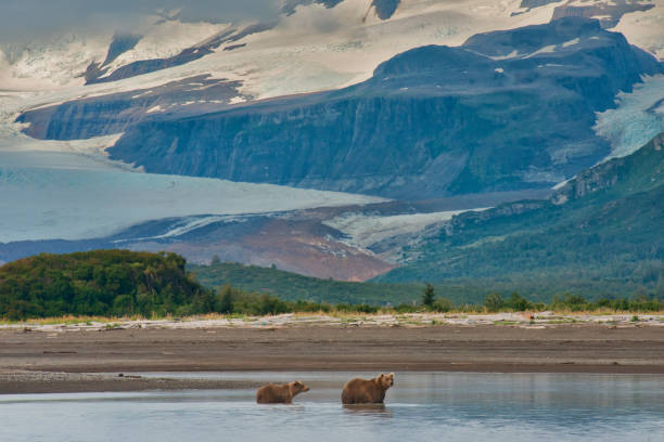 istock Brown Bear and cub in river in front of a glacier and mountains 1437519777