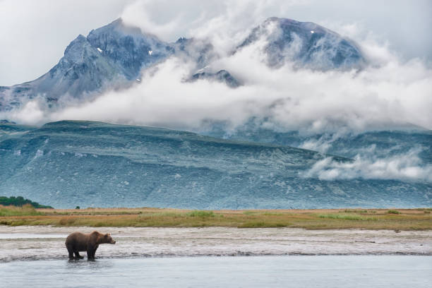 istock Brown Bear in river in front of a glacier and mountains 1437519811