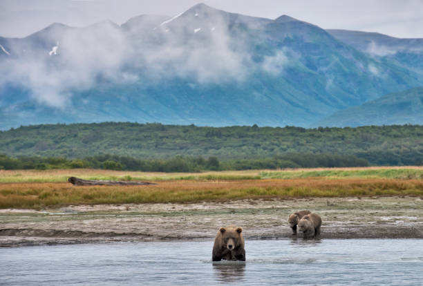 istock Brown Bear and cubs in river in front of a mountain range 1437519846
